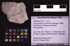 Foto (Objekt + Etiketten) von Cracensigillatus acutirostris (Moericke, 1889) (NHMW-GEO-1990-0041-0167)